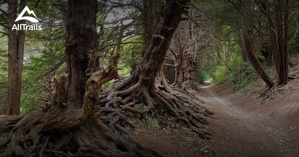 10 Best forest trails in Maidstone AllTrails