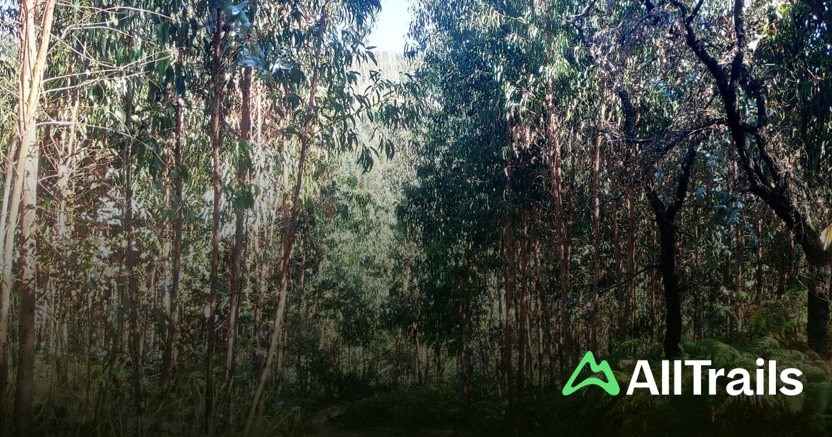 Best easy trails in São Miguel de Poiares | AllTrails