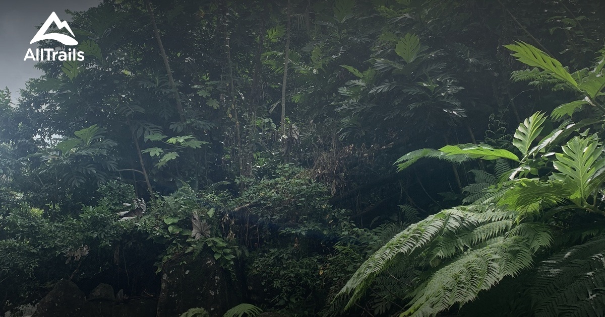 Best hikes and trails in Ceiba | AllTrails