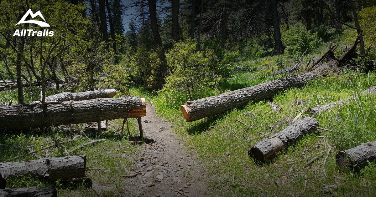 Best Trails near Cedar Crest, New Mexico