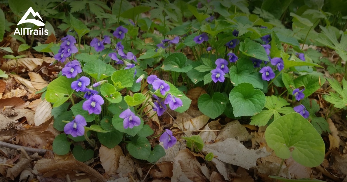 Best hikes and trails in Archbold AllTrails