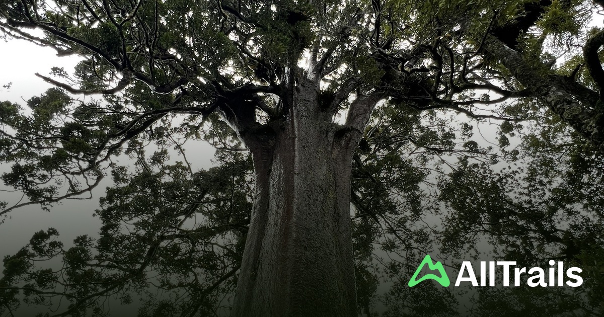 Square Kauri Tree - hikes and trails to get you there | AllTrails