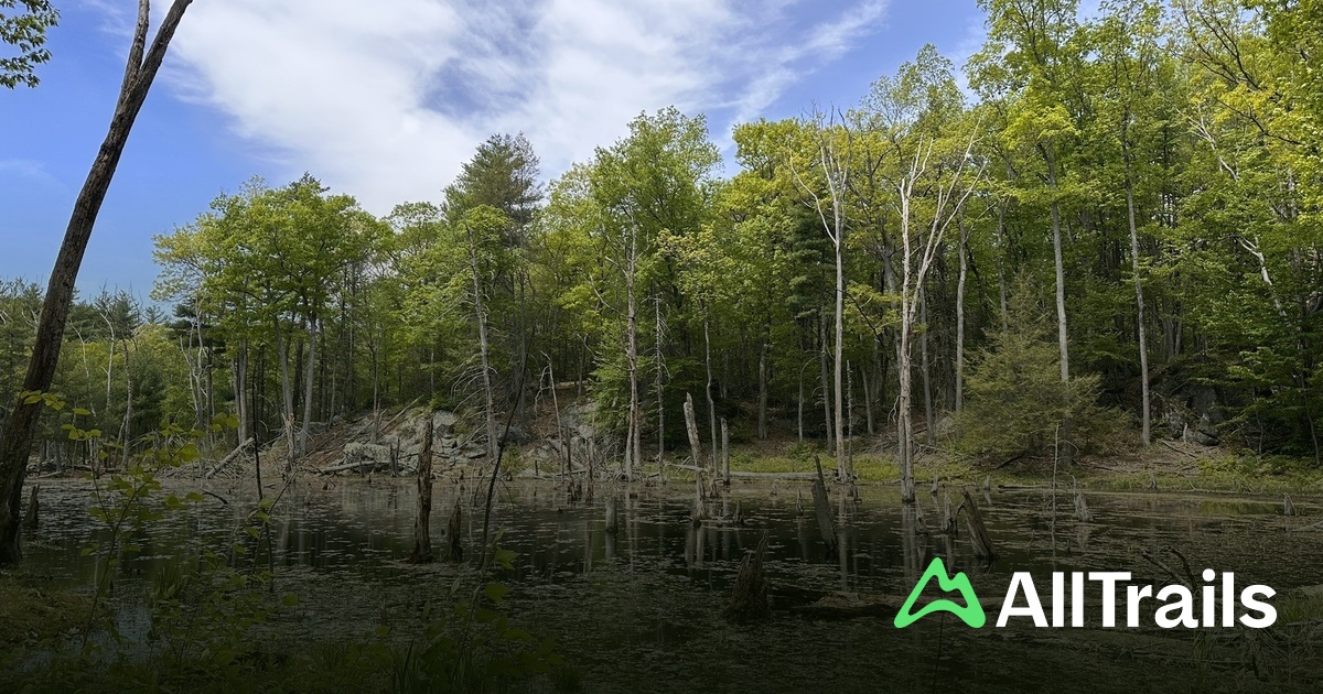 NHESP-certified Vernal Pool - hikes and trails to get you there | AllTrails