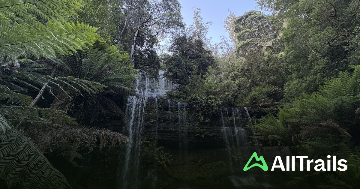 Tree Viewing Platform Tall Trees Viewing Platform - hikes and trails to get you there | AllTrails