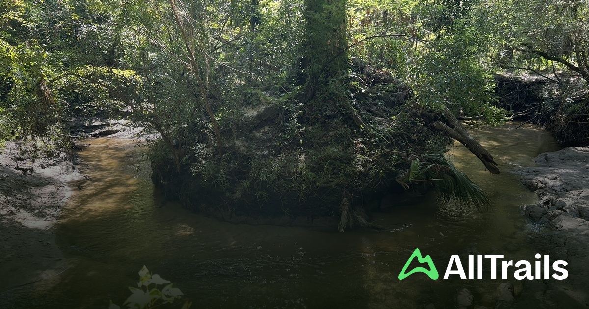 The Gainesville Solar Walk hikes - Us Florida Gainesville The Gainesville Solar Walk 403207 20250701153130422878 1200x630 3 41751493767 