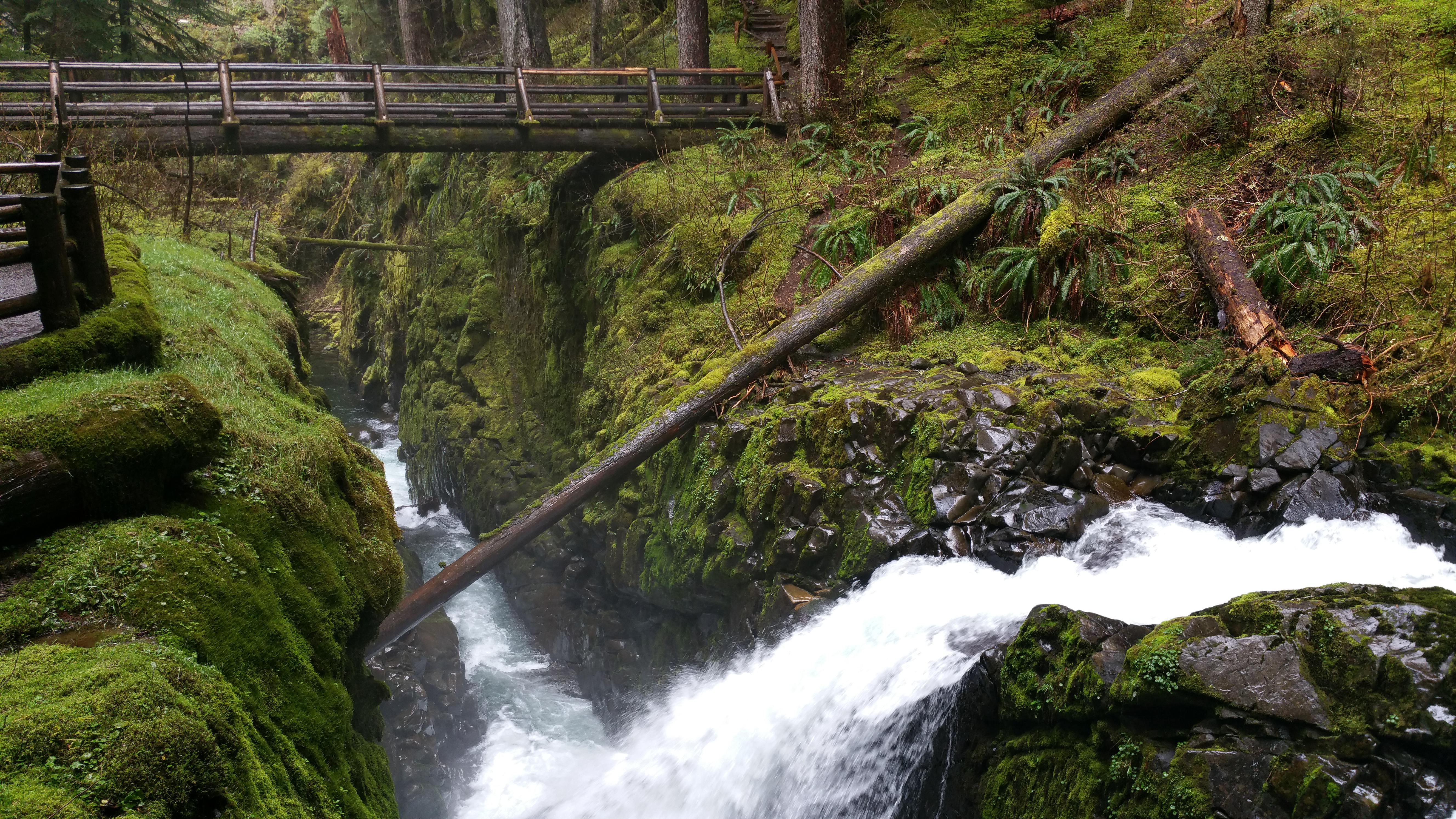 Hoh Rain Forest Hall of Moss - Washington | AllTrails.com