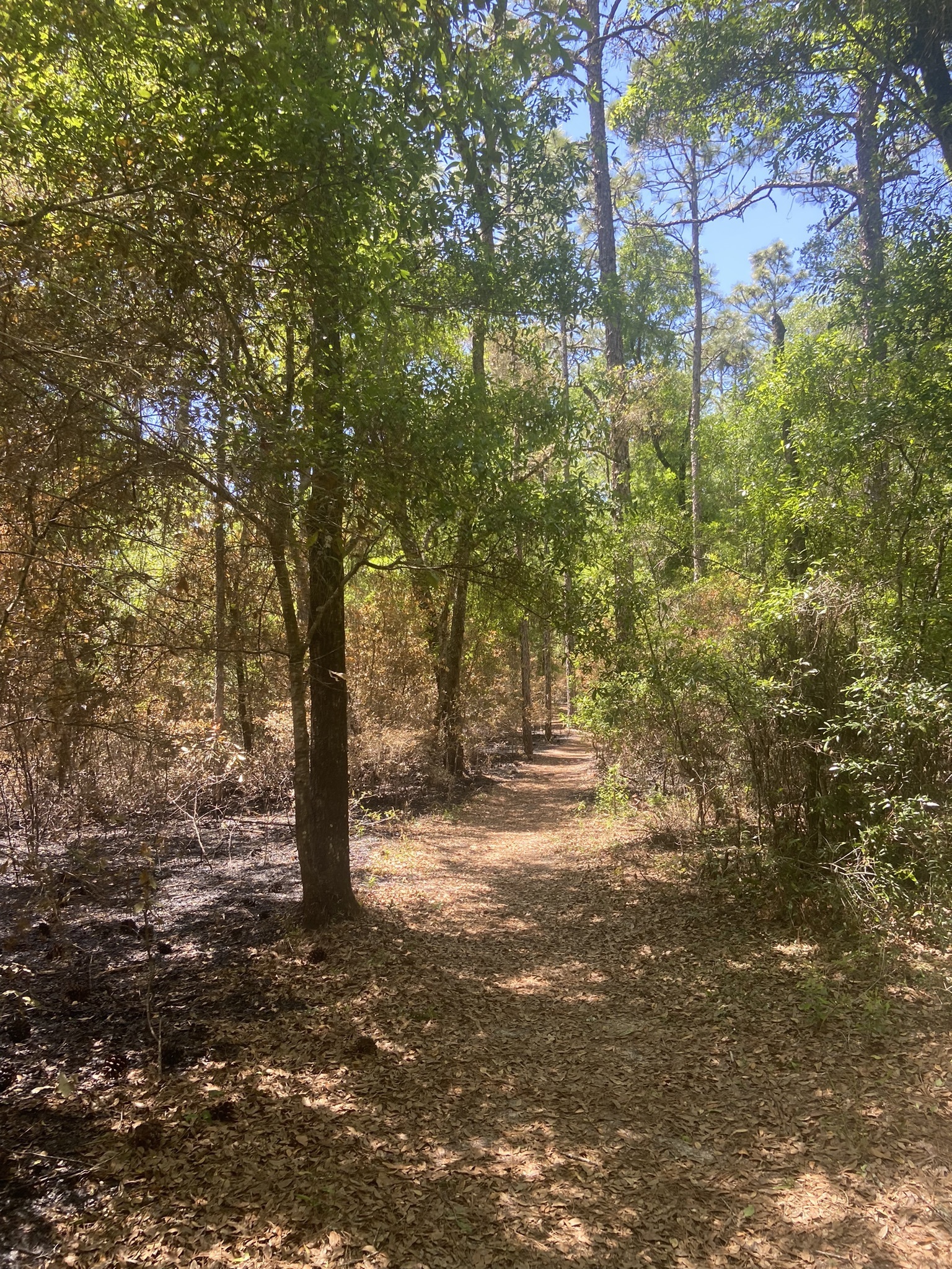 Dames Caves and Lizzie Heart Sink Loop Trail | Brooksville, FL - Week&